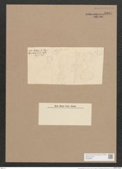 Auricula amphitrites Castr. (de-Toni-Nr.: Genus 31, Species 1374) Zeichnungen Sammlung Grunow Nr. 2605 (NHMW-BOT-W0369831)